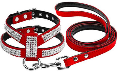 Which One Would Be a Better Fit: A Collar or a Harness?